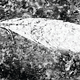 The feather as seen with LSF, and the ghostly impression of the quill not seen with prior techniques.